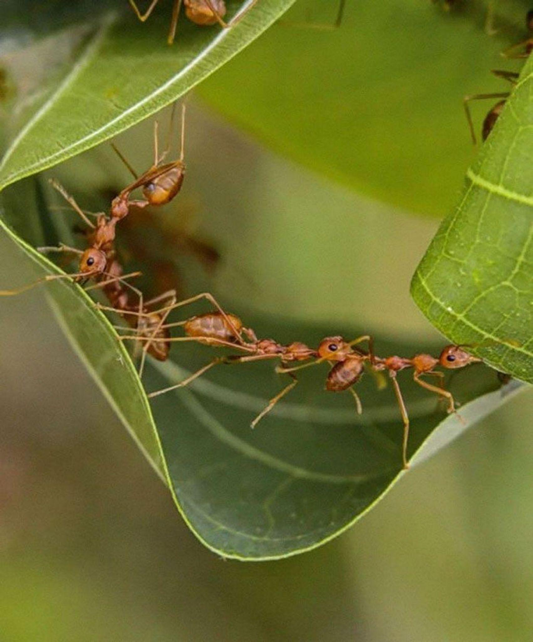Go to the Ant